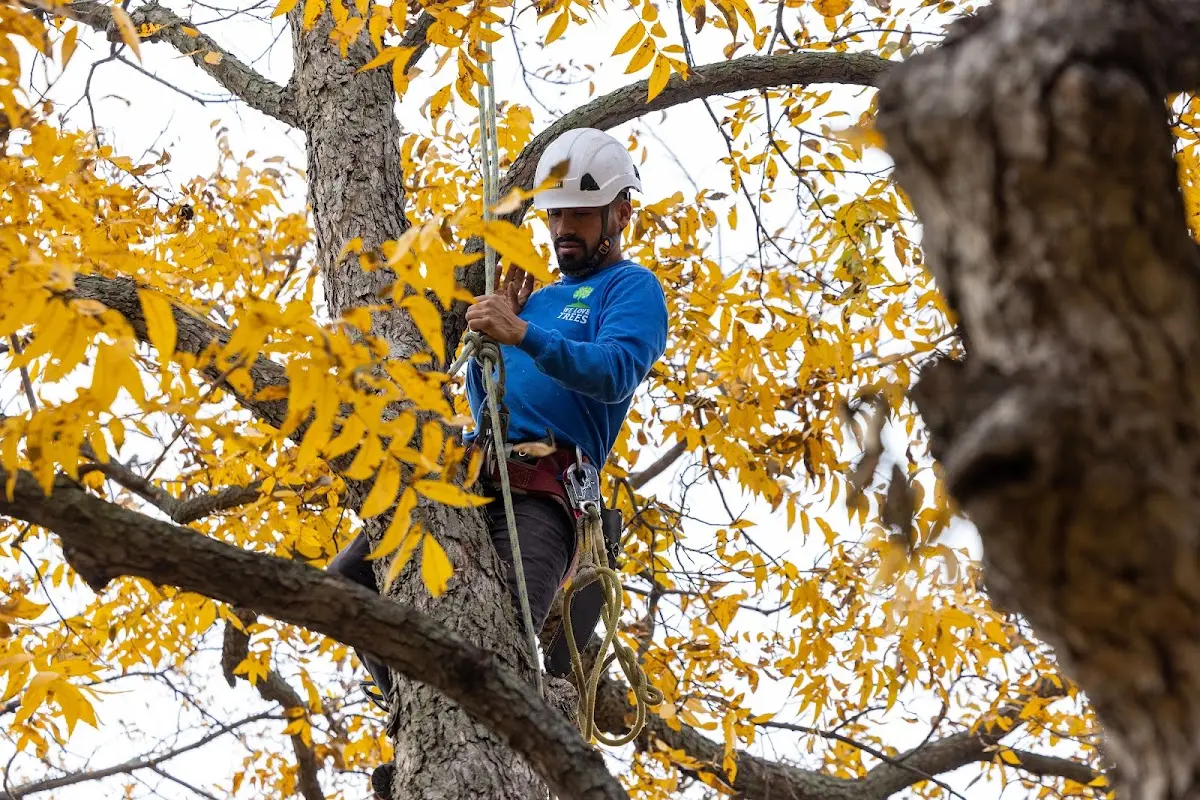 Skilled Tree Transplanting crew working in Skipwith